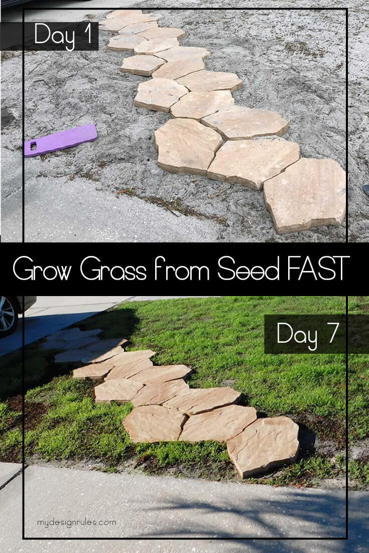 bahiagrass progression from seed to baby grass in one week in Florida Sandy Soil