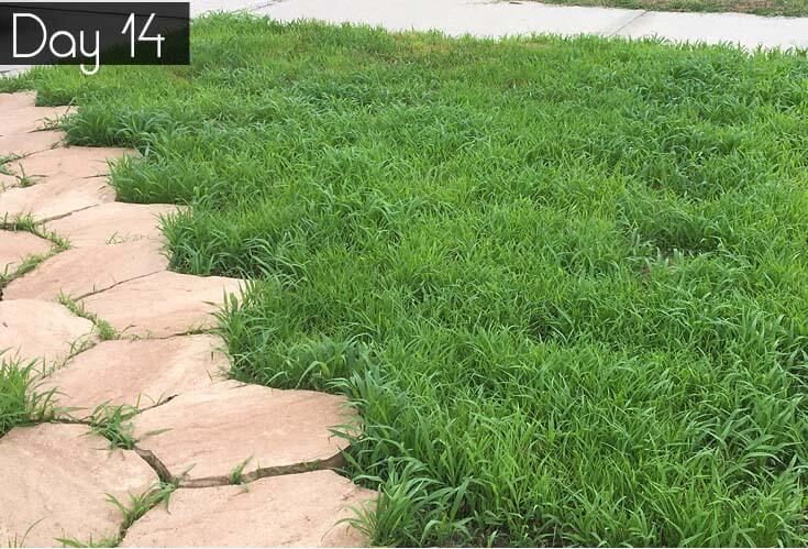 Fast growing bahiagrass in Florida sandy soil. Quickly grow a lawn from seed