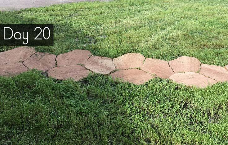 Freshly cut bahiagrass after only 20 days of growth from seed. 