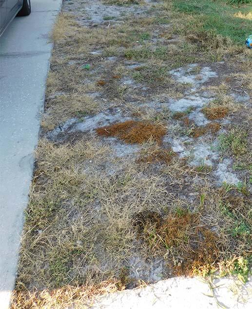 Dead Florida grass after spraying with herbicide in preparation for seeding new lawn